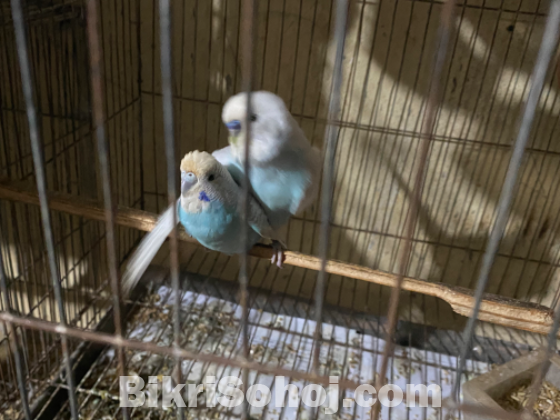 Budgerigar master pair